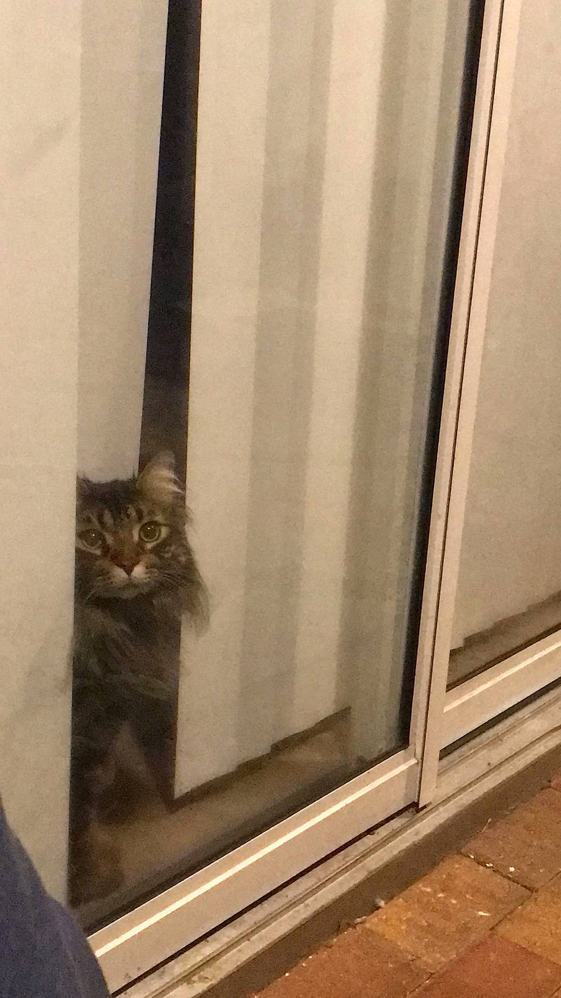 Murphy is registered to the contest to win money with this photo: carnivore, cat, curtain, domestic_short_haired_cat, felidae, fixture, floor, flooring, fur, glass, grey, monochrome_photography, room, sash_window, small_to_medium_sized_cats, tail, tints_and_shades, whiskers, window, wood