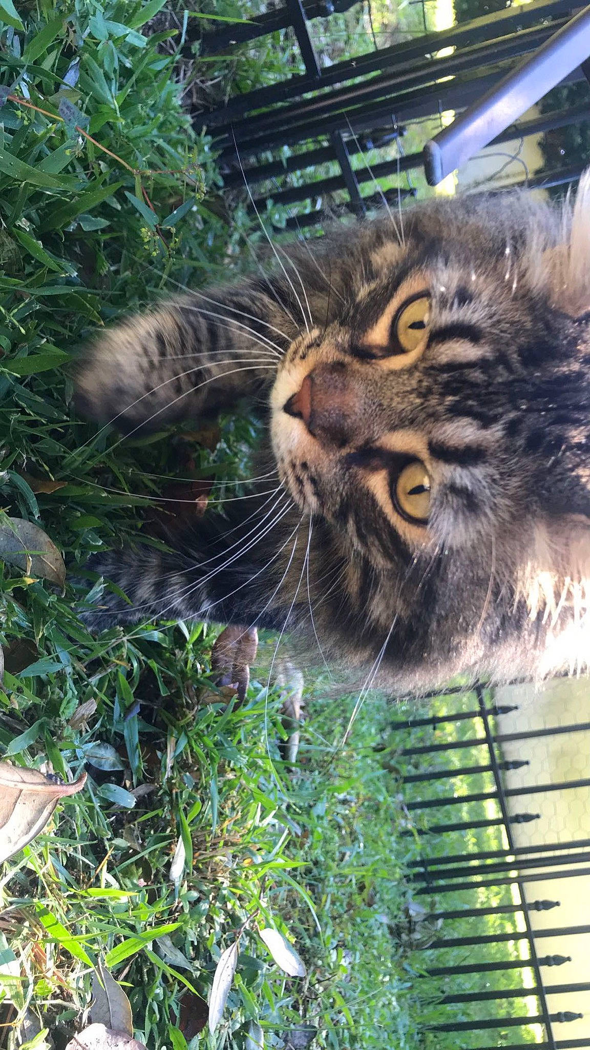 Murphy joined the competition — help win amazing prizes! big_cats, carnivore, cat, eye, felidae, fur, grass, groundcover, hair, head, leaf, organism, plant, small_to_medium_sized_cats, snout, terrestrial_animal, terrestrial_plant, vegetation, whiskers, wildlife