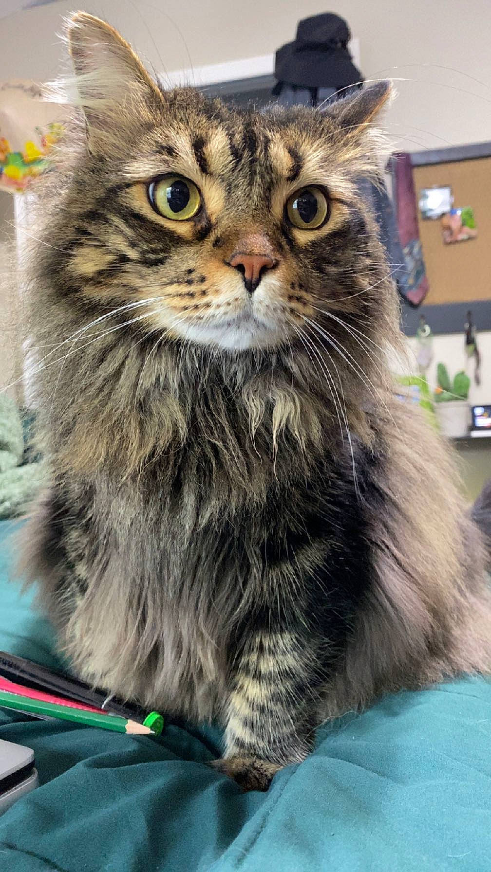 Murphy joined the competition — help win amazing prizes! box, carnivore, cat, domestic_short_haired_cat, felidae, fur, glass, maine_coon, small_to_medium_sized_cats, snout, whiskers, windshield