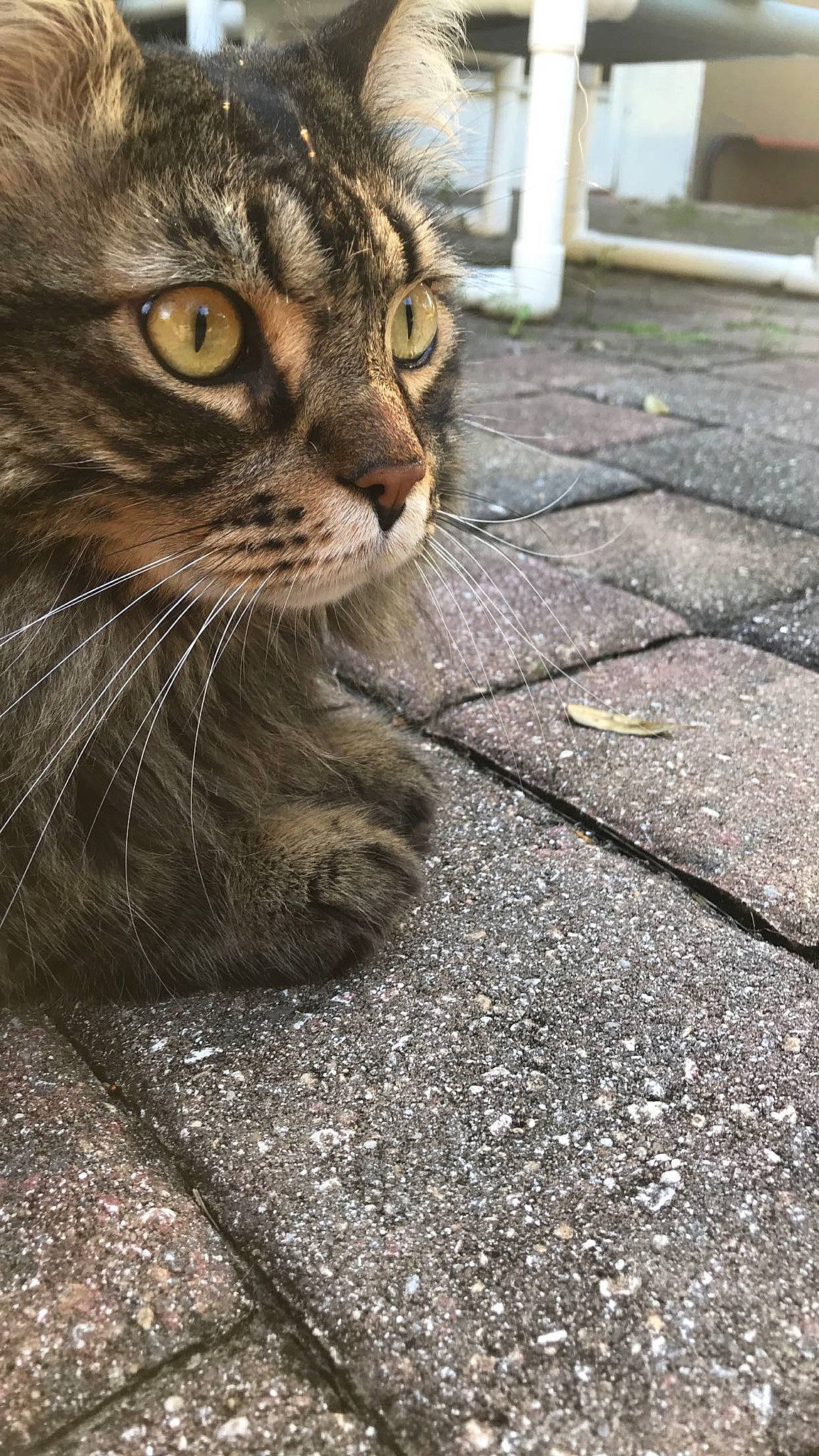 Murphy is registered to the contest to win money with this photo: asphalt, carnivore, cat, claw, cobblestone, domestic_short_haired_cat, felidae, flooring, fur, grass, grey, paw, road, road_surface, small_to_medium_sized_cats, terrestrial_animal, whiskers, wildlife, window, wood