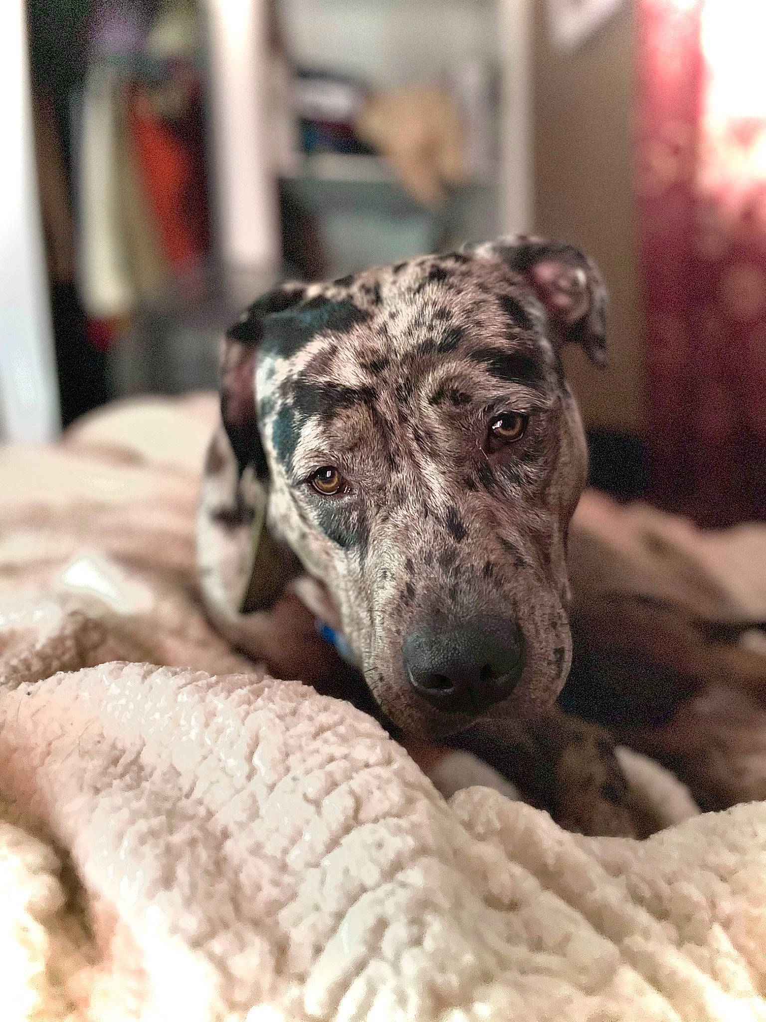 Apollo is registered to the contest to win money with this photo: canidae, carnivore, companion_dog, dog, dog_breed, fawn, fur, guard_dog, metal, non_sporting_group, snout, sporting_group, terrestrial_animal, whiskers, working_animal, working_dog