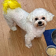 Bobby joined the competition — help win amazing prizes! animal, canine, companion, curious, curly_fur, cute, dog, domestic, floor_mat, fluffy, food_bowl, house_pet, indoor, looking_up, metal_bowl, pet, small_dog, white_dog, wooden_floor, yellow_tail