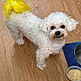 animal, canine, companion, curious, curly_fur, cute, dog, domestic, floor_mat, fluffy, food_bowl, house_pet, indoor, looking_up, metal_bowl, pet, small_dog, white_dog, wooden_floor, yellow_tail