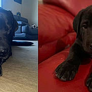 Bandit a rejoint le concours — aidez-le/la à gagner de superbes lots ! animal, black_labrador, brown_eyes, canine, close_up, comparison, cute, dark_coat, dog, floppy_ears, front_paws, indoor, lying_down, pet, photography, portrait, puppy, red_cushion, split_screen, wooden_floor