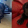 animal, black_labrador, brown_eyes, canine, close_up, comparison, cute, dark_coat, dog, floppy_ears, front_paws, indoor, lying_down, pet, photography, portrait, puppy, red_cushion, split_screen, wooden_floor