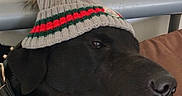 Bandit a rejoint le concours — aidez-le/la à gagner de superbes lots ! dog, black_dog, winter_hat, pom_pom, stuffed_animal, toy, couch, indoor, pet, collar, relaxed, lying_down, portrait, closeup, funny, cozy, holiday, fashion, brown_cushion, photography