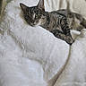 cat, tabby_cat, animal, pet, feline, indoor, blanket, white_blanket, soft_texture, relaxed, resting, lying_down, fur, striped, green_eyes, cozy, comfortable, closeup, cute, domestic_animal