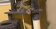 Valentino is registered to the contest to win money with this photo: cat, tabby_cat, cat_tree, indoor, pet, feline, scratching_post, rope_toy, yellow_wall, shadow, curious, resting, green_eyes, fur, whiskers, claws, animal, household, playful, relaxed