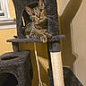 cat, tabby_cat, cat_tree, indoor, pet, feline, scratching_post, rope_toy, yellow_wall, shadow, curious, resting, green_eyes, fur, whiskers, claws, animal, household, playful, relaxed