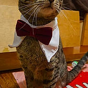 Valentino is registered to the contest to win money with this photo: cat, tabby, bow_tie, collar, pet, indoor, floor, mat, wooden_floor, whiskers, ears, animal, feline, domestic_cat, looking_away, sitting, cute, fur, eyes, tail