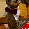 cat, tabby, bow_tie, collar, indoor, floor, wooden_floor, pet, feline, whiskers, curious, attentive, mammal, domestic_animal, cute, red_bow_tie, portrait, animal, furniture, mat