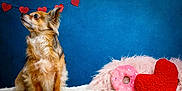 Athos a rejoint le concours — aidez-le/la à gagner de superbes lots ! adorable, animal, blue_background, brown, cozy, cute, decorations, dog, fluffy, furry, heart_decorations, indoor, looking_up, pet, plush_donut, plush_heart, portrait, sitting, soft, white_surface