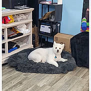 Bella is registered to the contest to win money with this photo: dog, white_dog, pet_bed, indoor, flooring, shelf, box, dog_tag, curious, pet, cozy, room, furniture, relaxed, small_dog, canine, lying_down, domestic_animal, household, animal