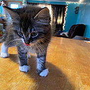 Ghost joined the competition — help win amazing prizes! kitten, cat, fur, whiskers, tongue, table, wooden_surface, indoor, string_lights, blue_wall, cozy, pet, cute, young_cat, feline, domestic_animal, paws, curtains, room, home