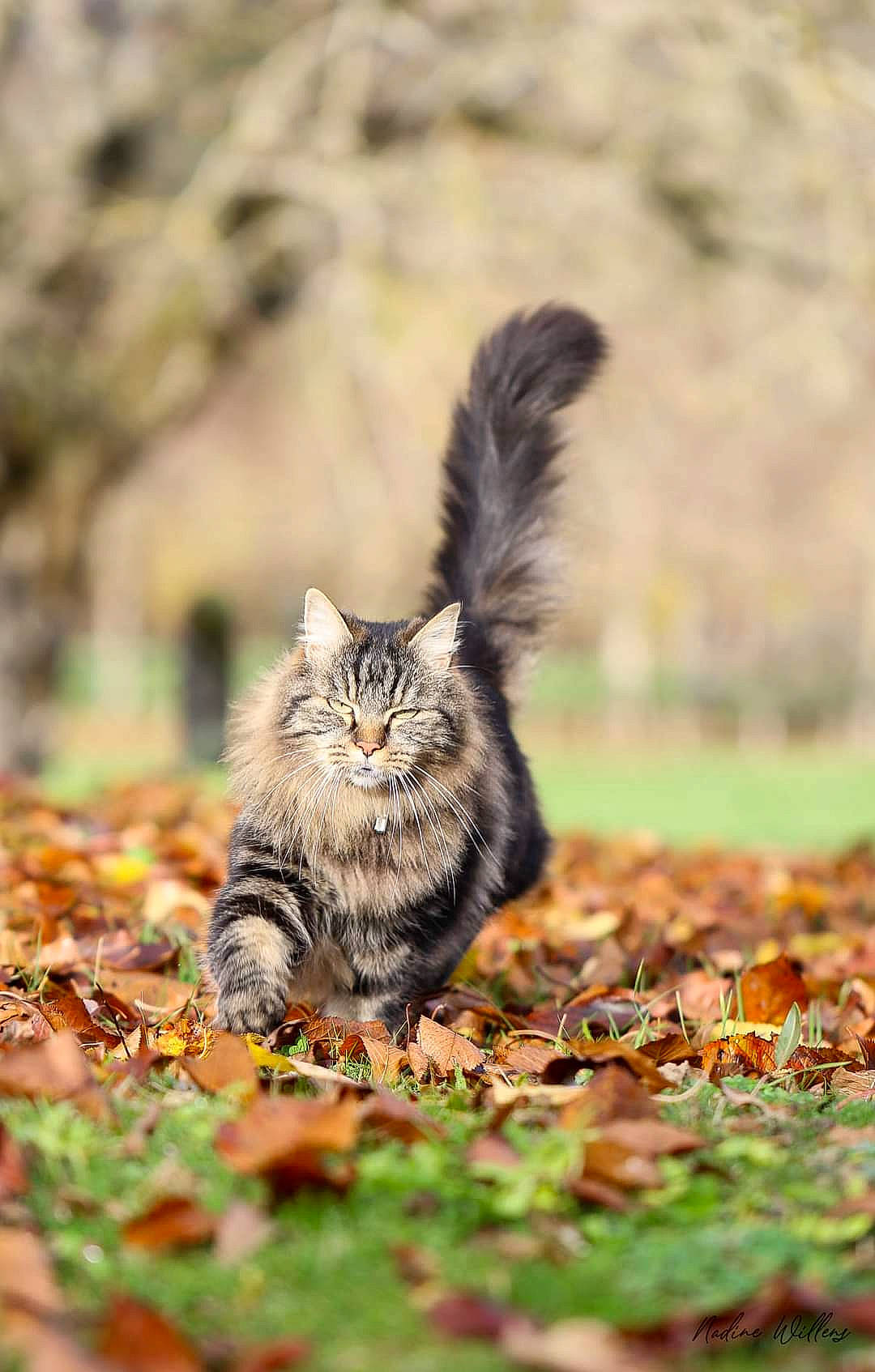 Galax a rejoint le concours — aidez-le/la à gagner de superbes lots ! carnivore, cat, fawn, felidae, fur, grass, groundcover, plant, small_to_medium_sized_cats, snout, soil, tail, terrestrial_animal, tree, whiskers, wildlife, wood