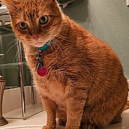 Garfield is registered to the contest to win money with this photo: cat, orange_tabby, pet, collar, tags, bathroom, sink, counter, towel, towel_ring, wall, framed_picture, domestic, indoor, fur, whiskers, curious, seated, closeup, feline