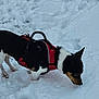 dog, snow, red_harness, black_and_white, outdoor, winter, animal, pet, canine, sniffing, paw_prints, fur, cold, nature, walking, small_dog, daylight, playful, curious, side_view