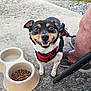 dog, small_dog, black_and_tan, red_harness, smiling, outdoor, concrete, dog_food, water_bowl, pet, happy, companion, grass, shoe, human_leg, leash, paw, close_up, daylight, cute