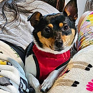 Odie is registered to the contest to win money with this photo: dog, small_dog, red_harness, blanket, person, indoor, cozy, fur, pet, cute, black_and_tan, animal, resting, close_up, face, ears, paws, people, relaxed, comfort