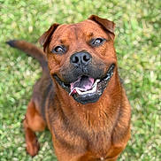 Cash is registered to the contest to win money with this photo: dog, brown_dog, happy, smiling, tongue_out, grass, outdoor, pet, canine, animal, cute, friendly, playful, looking_up, fur, muzzle, ears, tail, daylight, nature