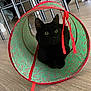 animal, black_cat, candy_cane_pattern, cat, chair, curious, cute, domestic_animal, feline, floor, green, holiday, indoor, metal, pet, playing, red_trim, toy, tunnel, wooden_floor