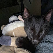 Balou participe au concours pour gagner de l'argent avec cette photo : animal, black_cat, blanket, cat, close_up, comfort, cozy, cuddly, cute, dark, domestic_cat, ears, face, fur, indoor, pet, plush_toy, resting, sleeping, soft