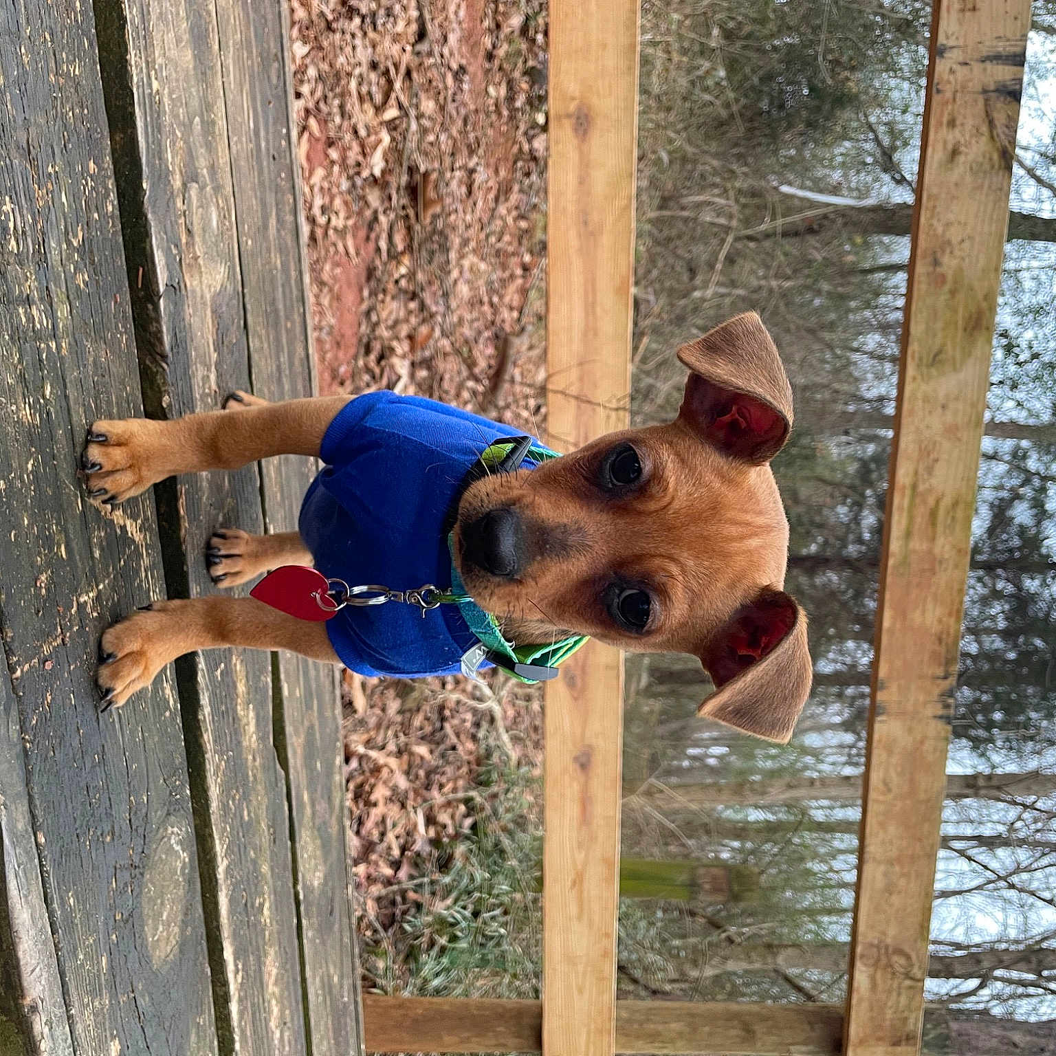 Shiloh is registered to the contest to win money with this photo: adventure, canidae, carnivore, dog, dog_breed, elbow, electric_blue, fawn, fun, happy, leisure, recreation, rope, smile, sporting_group, tree, trunk, vacation, wood