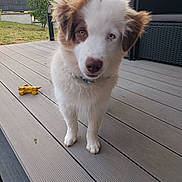 Voltron participe au concours pour gagner de l'argent avec cette photo : puppy, dog, heterochromia, outdoor, deck, wooden_floor, toy, yellow_toy, grass, furniture, curious, pet, collar, brown_and_white, closeup, young_dog, ears, animal, canine, nature
