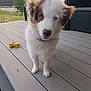 puppy, dog, heterochromia, outdoor, deck, wooden_floor, toy, yellow_toy, grass, furniture, curious, pet, collar, brown_and_white, closeup, young_dog, ears, animal, canine, nature