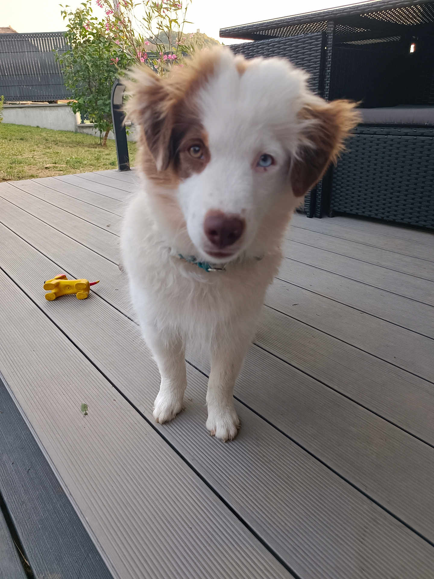 Voltron participe au concours pour gagner de l'argent avec cette photo : puppy, dog, heterochromia, outdoor, deck, wooden_floor, toy, yellow_toy, grass, furniture, curious, pet, collar, brown_and_white, closeup, young_dog, ears, animal, canine, nature
