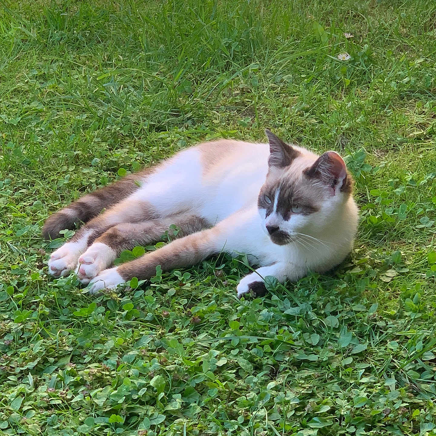 Flocon participe au concours pour gagner de l'argent avec cette photo : animal, backyard, cat, face, field, grass, grassland, green, head, herbal, herbs, lawn, nature, outdoors, person, pet, photography, plant, vegetation, yard