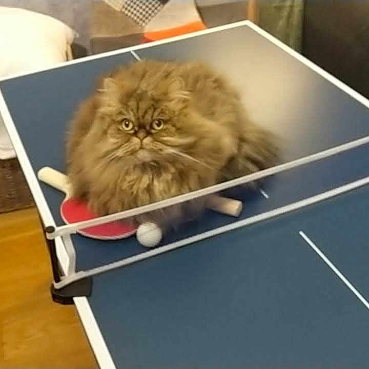 Bouba participe au concours pour gagner de l'argent avec cette photo : animal, ball, baseball, baseballball, cat, kitten, pet, pingpong, pingpongpaddle, racket, sport