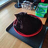 animal, black_cat, bowl, box, cat, cozy, curled_up, domestic, household_items, indoor, lamp, peaceful, pet, red_bowl, resting, sunlight, table, wet_wipes, window, wooden_table