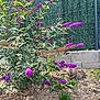 Simba participe au concours pour gagner de l'argent avec cette photo : cat, flower, purple_flower, bush, garden, plant, greenery, fence, wire_fence, stone_wall, outdoor, sunlight, nature, relaxing, animal, fur, ground, leaf, pet, daylight