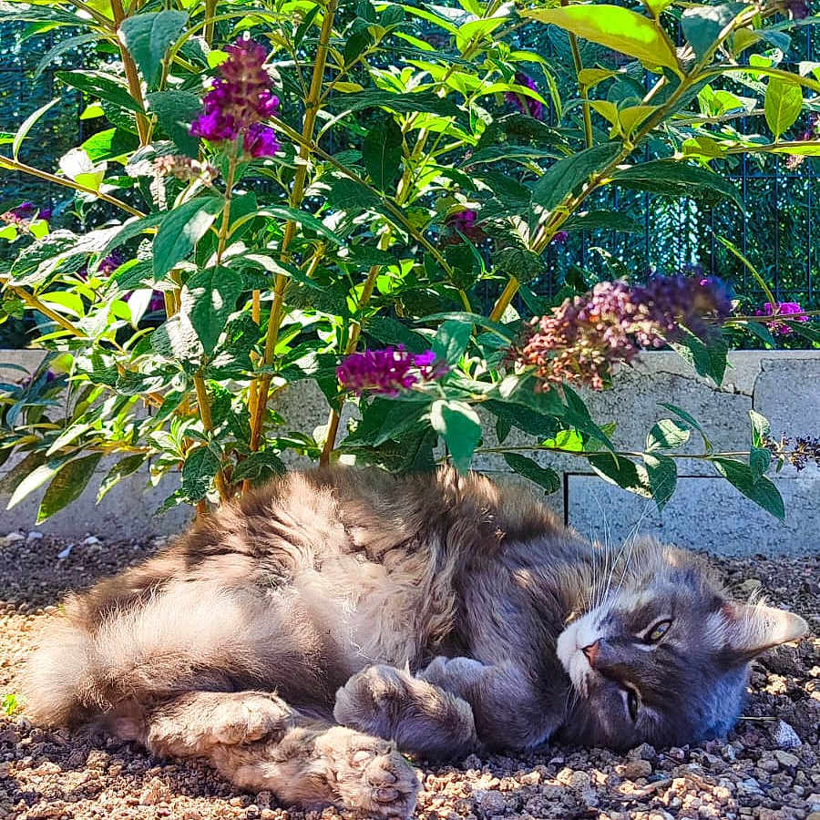 Simba a rejoint le concours — aidez-le/la à gagner de superbes lots ! animal, cat, daylight, feline, fluffy, garden, gravel, gray_cat, green_leaves, lying_down, nature, outdoor, peaceful, pet, plants, purple_flowers, relaxed, resting, small_plant, sunlight