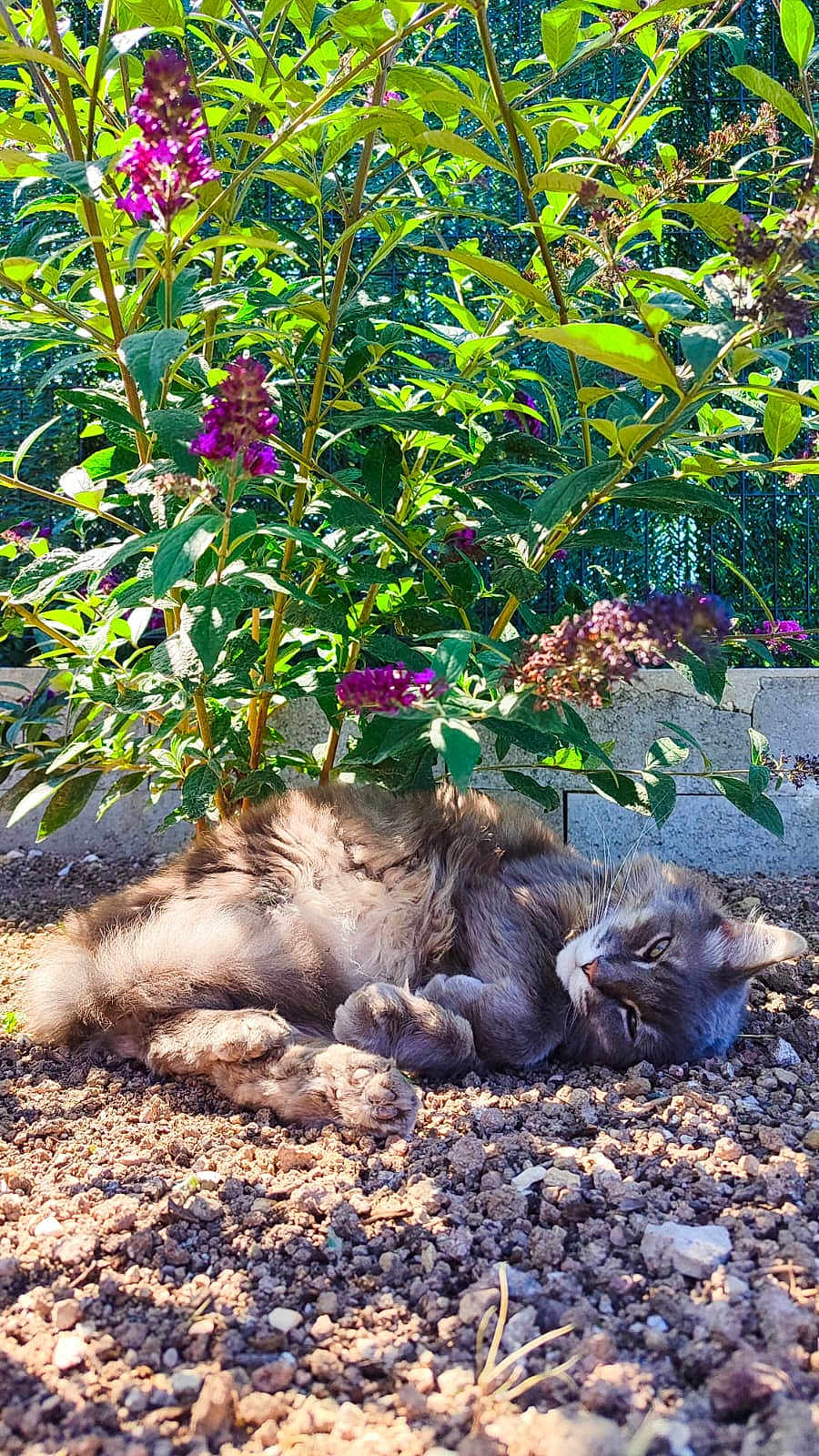 Simba