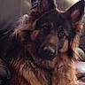 dog, german_shepherd, long_hair, portrait, sitting, couch, indoors, pet, canine, fur, floppy_fur, pointed_ears, brown_fur, black_fur, tan_markings, face, eyes, nose, living_room, closeup