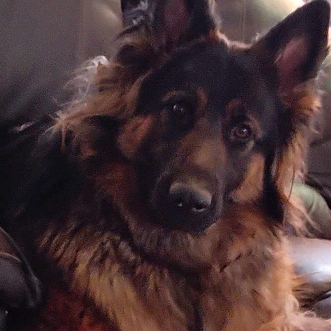 Pearl Hart is registered to the contest to win money with this photo: dog, german_shepherd, long_hair, portrait, sitting, couch, indoors, pet, canine, fur, floppy_fur, pointed_ears, brown_fur, black_fur, tan_markings, face, eyes, nose, living_room, closeup
