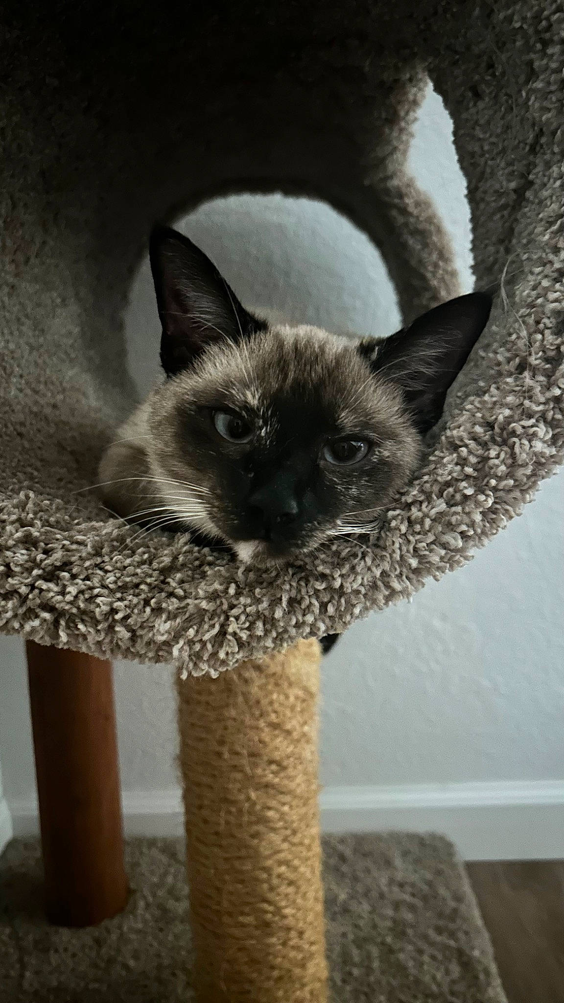 Nova is registered to the contest to win money with this photo: carnivore, cat, cat_supply, door, fawn, felidae, fur, siamese, small_to_medium_sized_cats, snout, tail, terrestrial_animal, whiskers