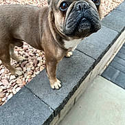 Kiko is registered to the contest to win money with this photo: dog, french_bulldog, pet, animal, outdoor, stone, ledge, rocks, curious, brown, short_hair, ears, snout, paws, closeup, portrait, looking_up, garden, companion, cute
