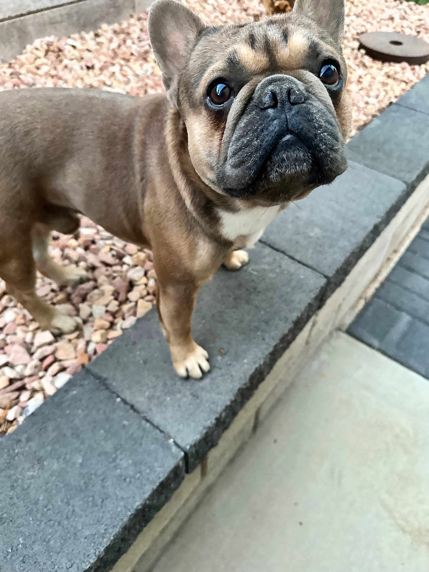 Kiko is registered to the contest to win money with this photo: dog, french_bulldog, pet, animal, outdoor, stone, ledge, rocks, curious, brown, short_hair, ears, snout, paws, closeup, portrait, looking_up, garden, companion, cute