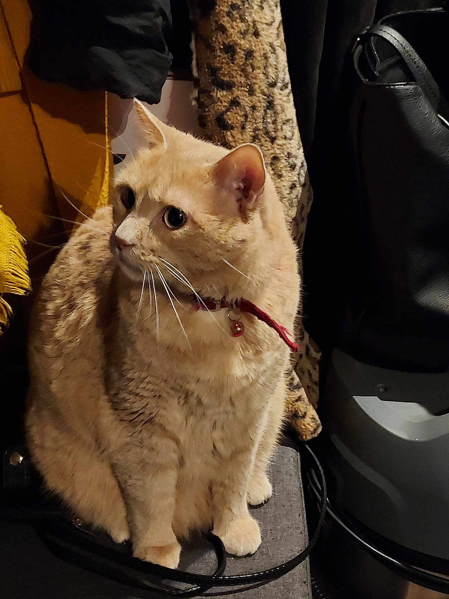 Cassis participe au concours pour gagner de l'argent avec cette photo : cat, cream_colored, collar, bell, sitting, indoor, looking_sideways, fur, whiskers, ears, curious, fabric, bag, cushion, cozy, pet, feline, domestic_animal, alert, household