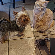 Cassis a rejoint le concours — aidez-le/la à gagner de superbes lots ! dog, cat, indoor, tile_floor, pet, small_dog, orange_cat, fur, curious, sitting, chair_legs, power_cord, domestic_animal, companion, cute, animal_friendship, looking_up, floor, home, pets