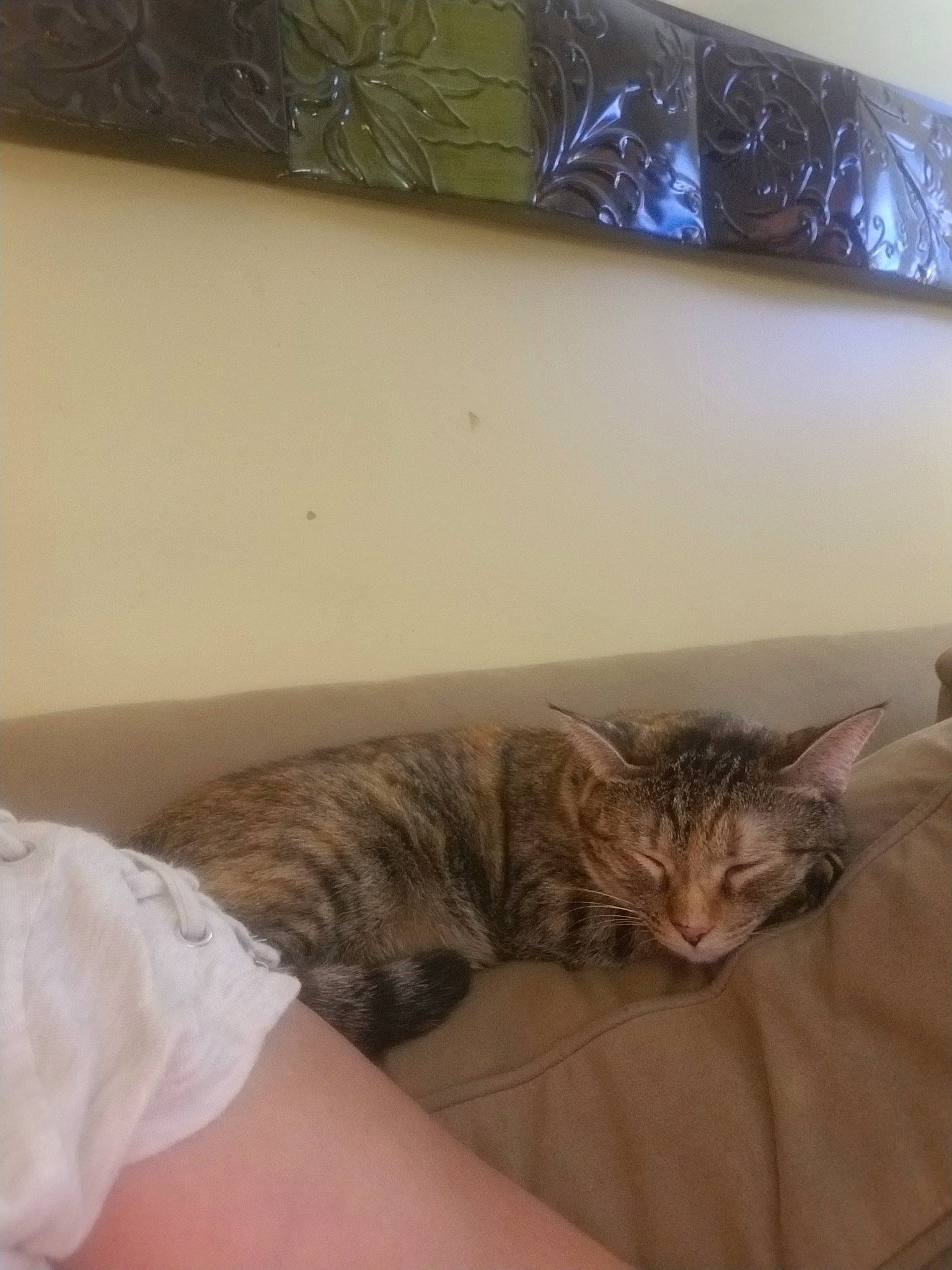 Irma Belle Arndt is registered to the contest to win money with this photo: american_shorthair, bed, carnivore, cat, domestic_short_haired_cat, dragon_li, european_shorthair, felidae, fur, kitten, leg, maine_coon, nap, pixie_bob, sleep, small_to_medium_sized_cats, tabby_cat, whiskers