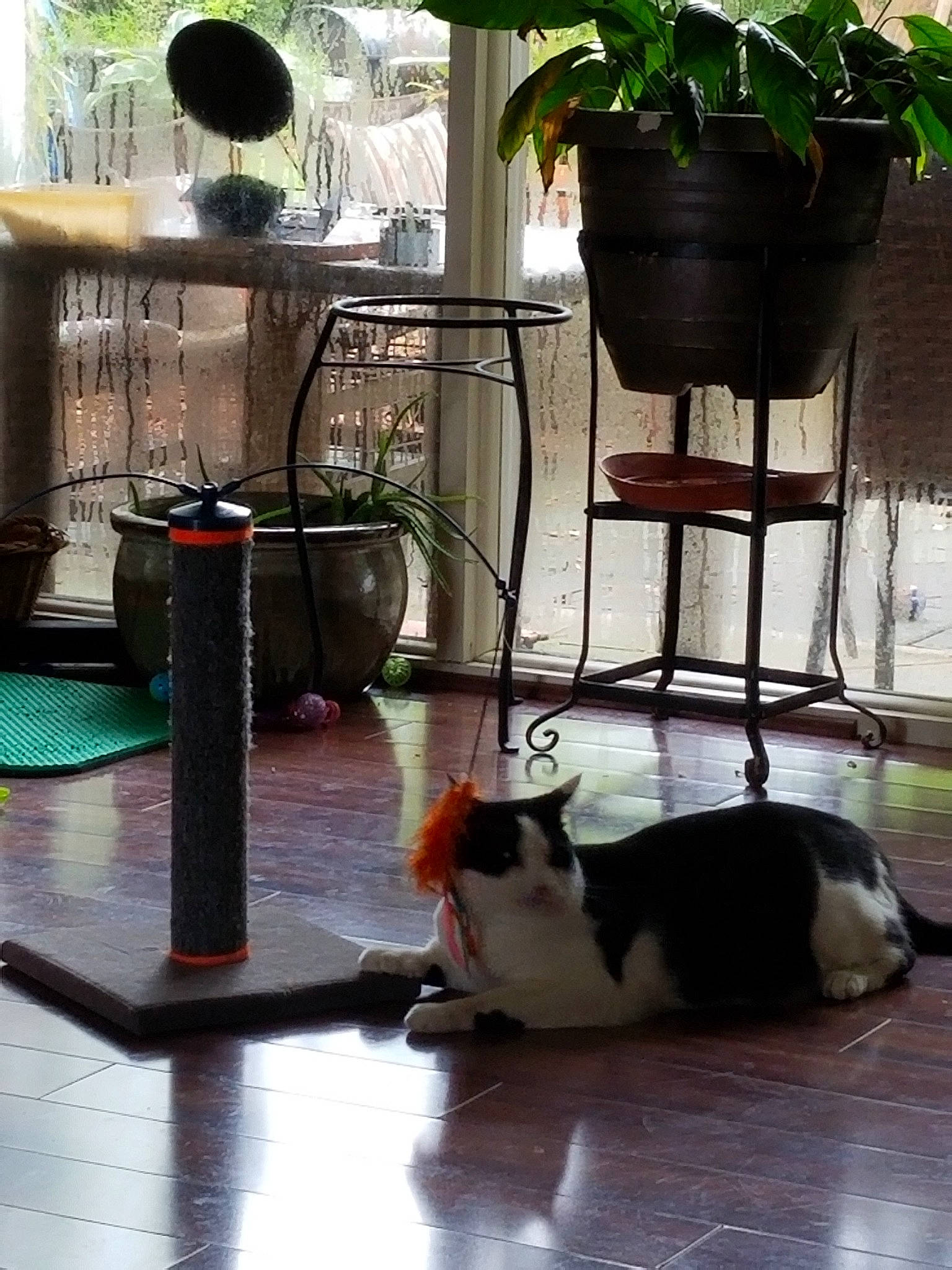 Tucker Bean Arndt joined the competition — help win amazing prizes! carnivore, cat, felidae, floor, flooring, houseplant, room, small_to_medium_sized_cats, table