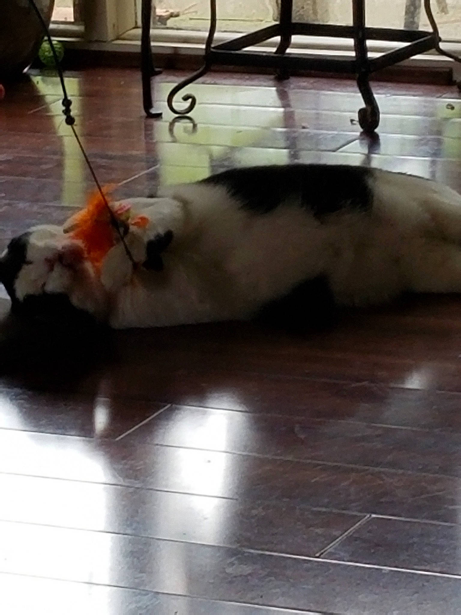 Tucker Bean Arndt is registered to the contest to win money with this photo: canidae, carnivore, cat, dog_breed, fawn, felidae, floor, flooring, hardwood, kitten, laminate_flooring, small_to_medium_sized_cats, tail, tile, whiskers, wood