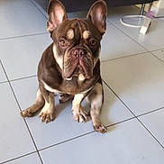 Joe a rejoint le concours — aidez-le/la à gagner de superbes lots ! animal, blanket, brown_dog, canine, companion, couch, cute, dog, domestic, ears_up, floor, french_bulldog, fur, home, indoor, looking_at_camera, mammal, pet, sitting, tile_floor