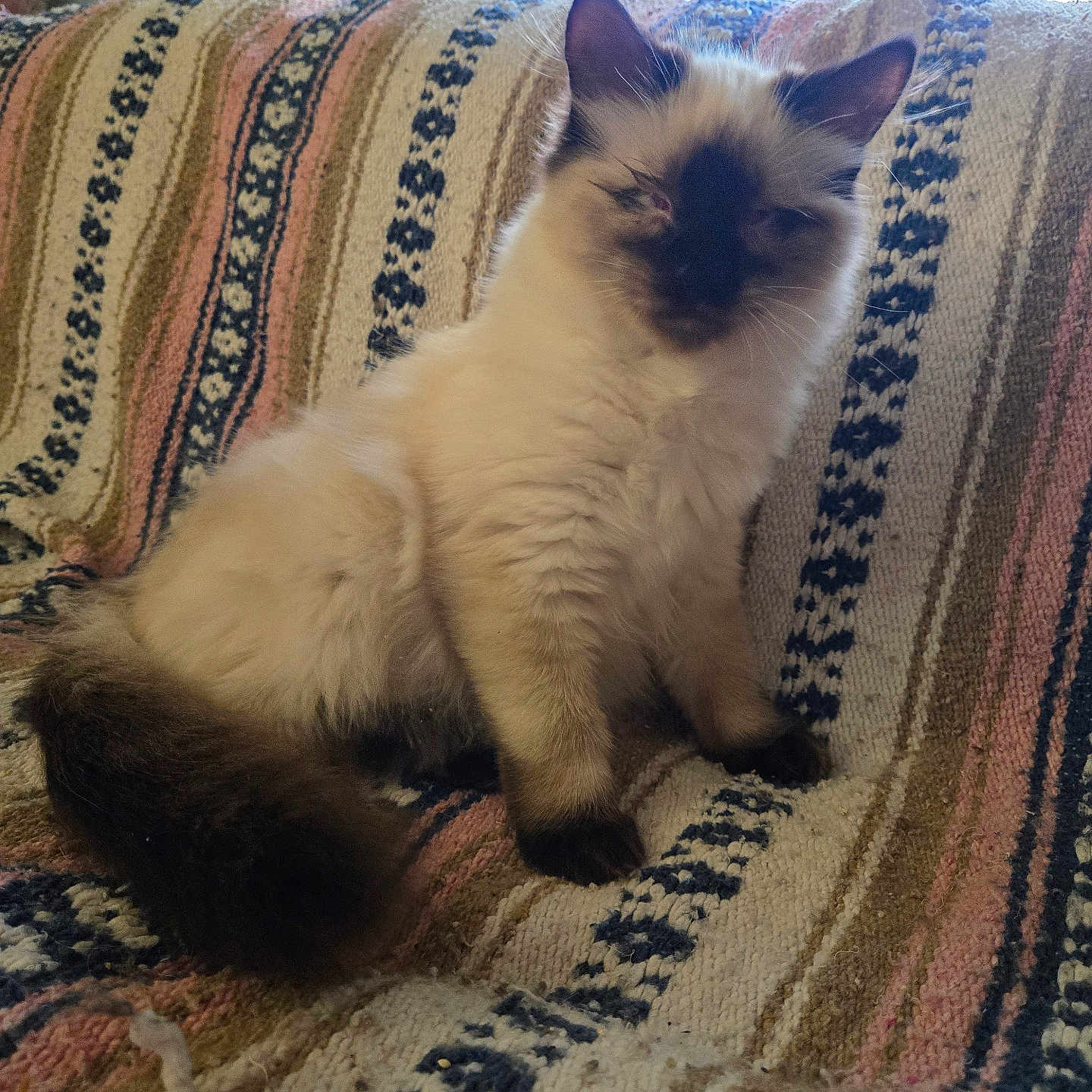 Potato Jack