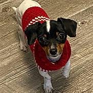 Magnolia is registered to the contest to win money with this photo: animal, black_and_white, canine, cute, dog, ears, eyes, floor, fur, indoor, knitted_sweater, legs, looking_up, nail, pet, puppy, red_sweater, small_dog, tail, wooden_floor