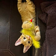 Miso joined the competition — help win amazing prizes! kitten, cat, orange_tabby, toy, feather_toy, couch, leather, blanket, playful, paw, ears, eyes, pet, indoor, feline, cute, fur, relaxed, animal, mammal